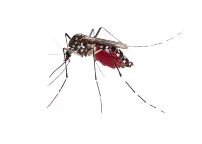 Dịch vụ diệt Muỗi tận gốc do Công ty Khử Trùng Toàn Cầu cung cấp.