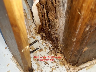 Dịch vụ diệt mối tại nhà riêng, văn phòng, công ty, nhà hàng, khách sạn.