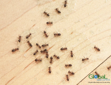 Top 12 Cách Kiểm soát và diệt Kiến trong nhà hiệu quả nhát