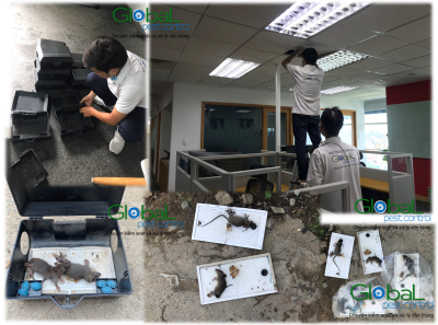 dịch vụ diệt chuột tháng 06 2021 (2)
