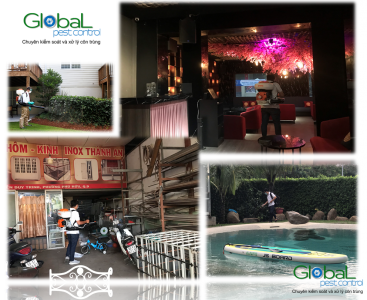 Dịch vụ diệt Muỗi dành cho căn hộ, chung cư trong những mùa mưa