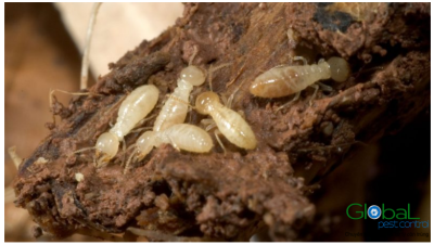 Ấu trùng Mối trông Như thế nào  Cách nhận dạng và xử lý