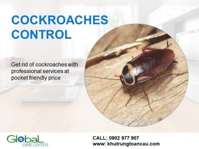 Gián không chết dễ dàng và đừng xem thường loài gián