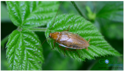 gián sống được bao lâu