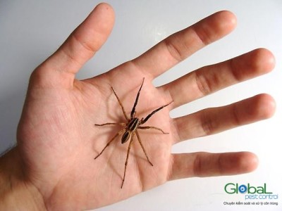 8 mẹo để kiểm soát và xử lý nhện hiệu quả