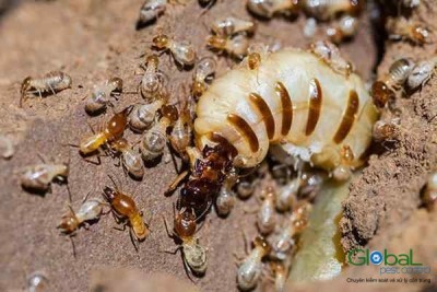 Dịch vụ diệt mối tận gốc   Khử Trùng Toàn Cầu (20)