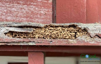 Dịch vụ diệt mối tận gốc   Khử Trùng Toàn Cầu (8)