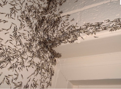 Tại sao mối có cánh lại bay vào nhà? Nguyên nhân, nguy cơ, biện pháp khác phục xử lý và diệt mối bay vào nhà