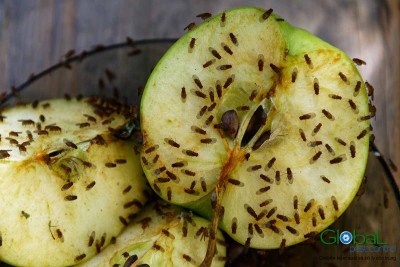 Ruồi giấm   Ruồi đục quả (1)