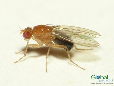 Ruồi giấm   Ruồi đục quả (2)