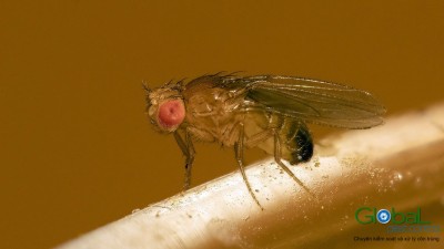 Ruồi giấm   Ruồi đục quả (6)