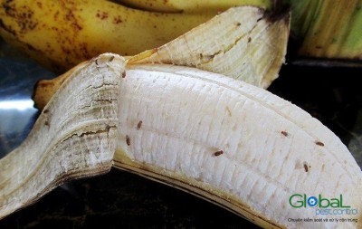 Ruồi giấm   Ruồi đục quả (7)