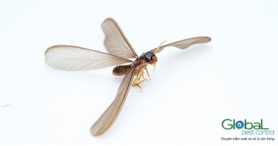 Làm thế nào để chống lại mối đe dọa của mối bay và mối làm tổ xung quanh nhà bạn.