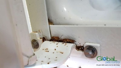 dịch vụ diệt gián đức cho nhà hàng (12)