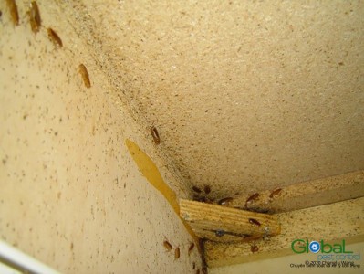 dịch vụ diệt gián đức cho nhà hàng (7)