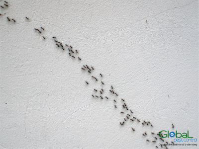 dịch vụ diệt kiến tại hcm (1)