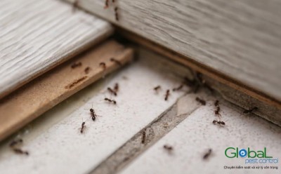 dịch vụ diệt kiến tại hcm (5)