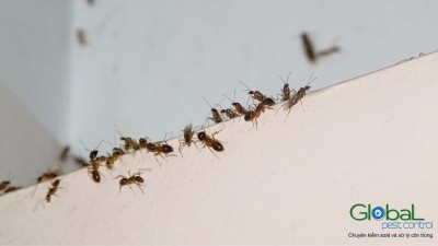 dịch vụ diệt kiến tại hcm (6)