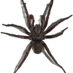 Dịch vụ diệt Nhện - Kiểm soát, xử lý nhện trong khu vực kinh doanh