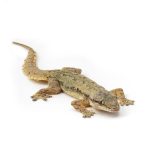 Kiểm soát Thằn lằn - Dịch vụ xử lý và diệt Thằn lằn trong khu vực