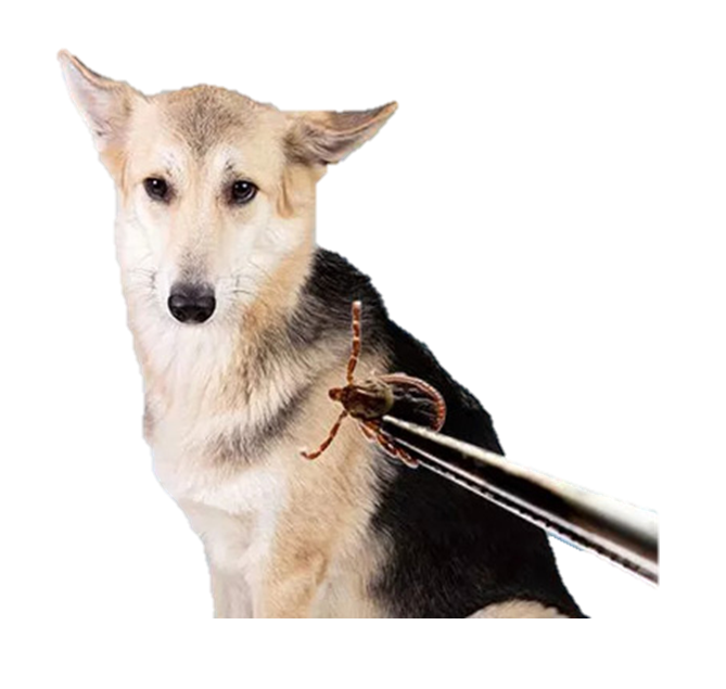 Dịch vụ diệt Ve Chó - Tác hại của Ve Chó và giải pháp diệt ve chó tại khu dân cư