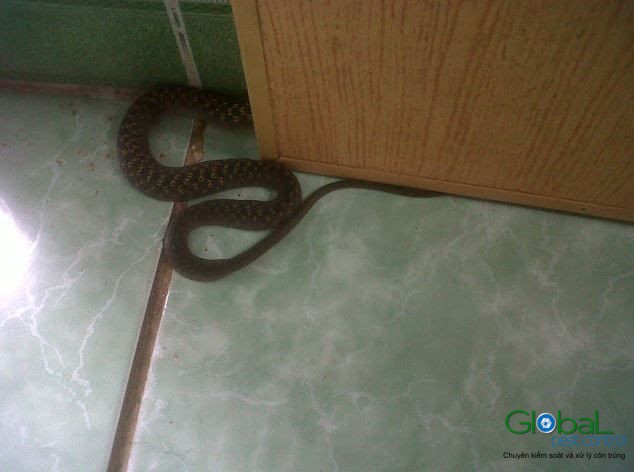 diembaoranbovaonhathegioitamlinhinfo