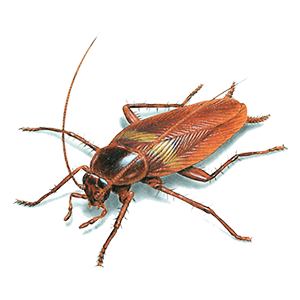 Dịch vụ diệt Gián, Giải pháp diệt Gián Đức hiệu quả, chất lượng