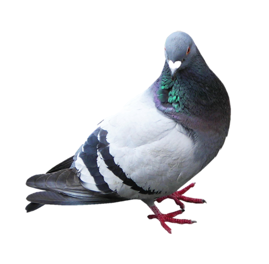 Kiểm soát Chim - Dịch vụ kiểm soát, xử lý chim trong nhà máy, xí nghiệp, nhà xưởng.