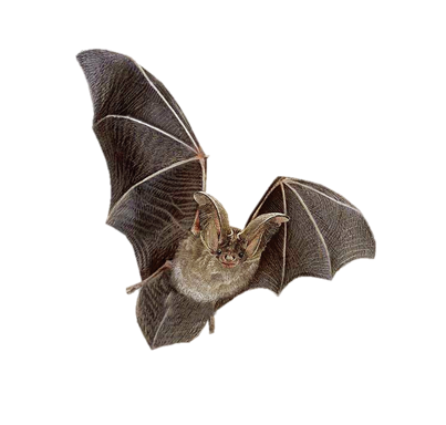 Dịch vụ xử lý Dơi - Kiểm soát và xử lý Dơi khu dân cư và khu công nghiệp