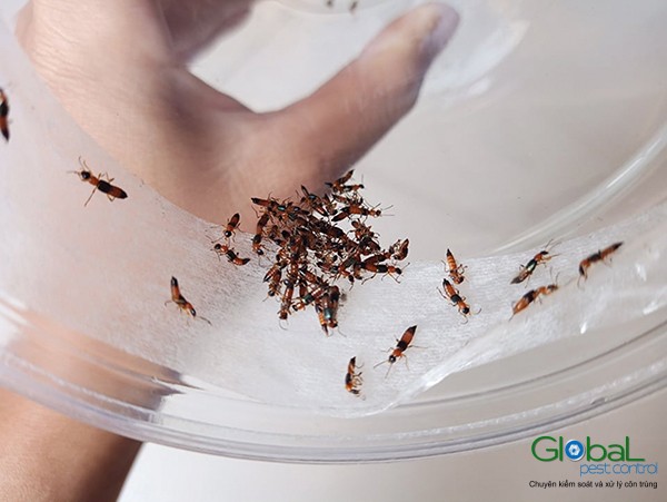 than trong voi kien ba khoang 1