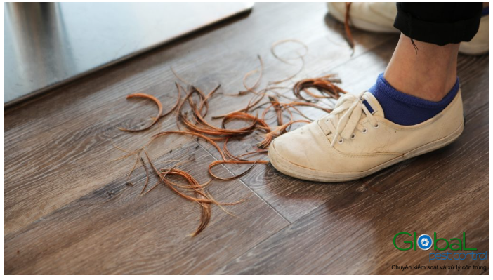 Gián có ăn tóc không