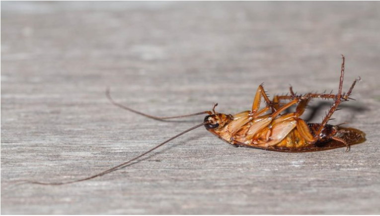 gián có giả chét không