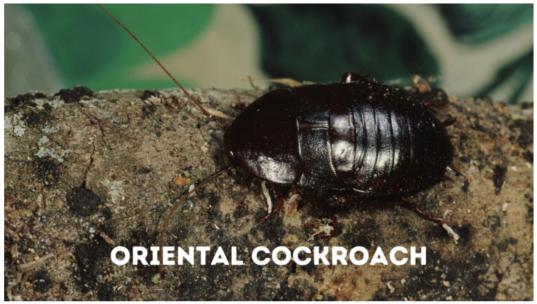 gián phương đông