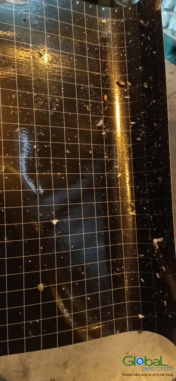 Kiểm tra keo đèn và thay thế định kỳ