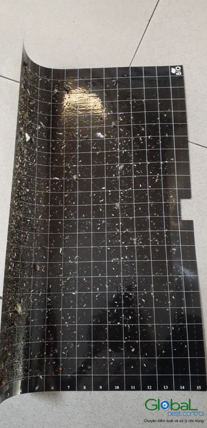 Kiểm tra keo đèn và thay thế định kỳ