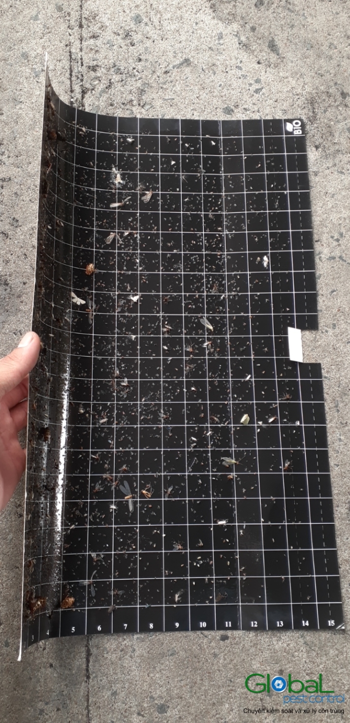 Kiểm tra keo đèn và thay thế định kỳ