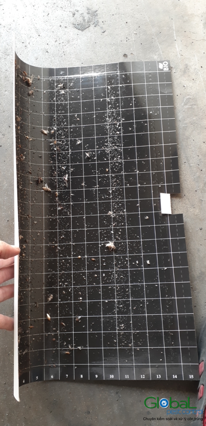 Kiểm tra keo đèn và thay thế định kỳ