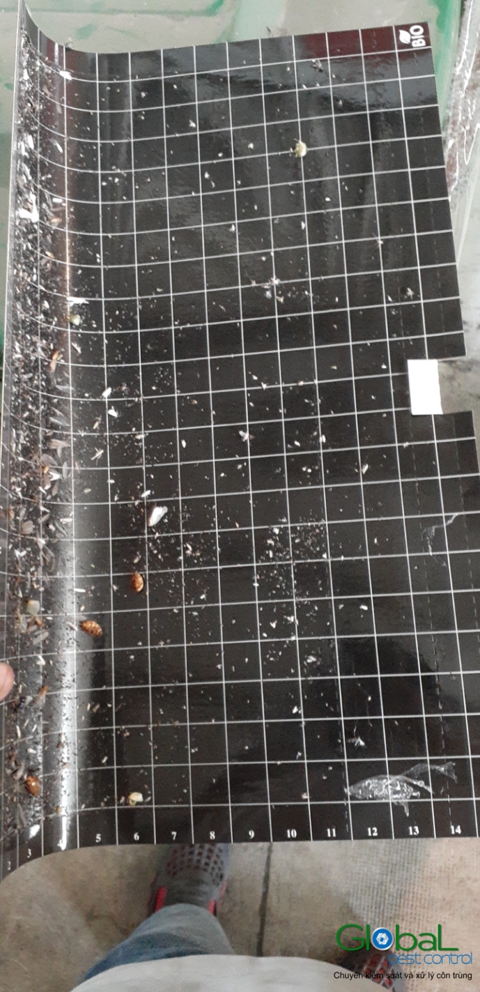 Kiểm tra keo đèn và thay thế định kỳ