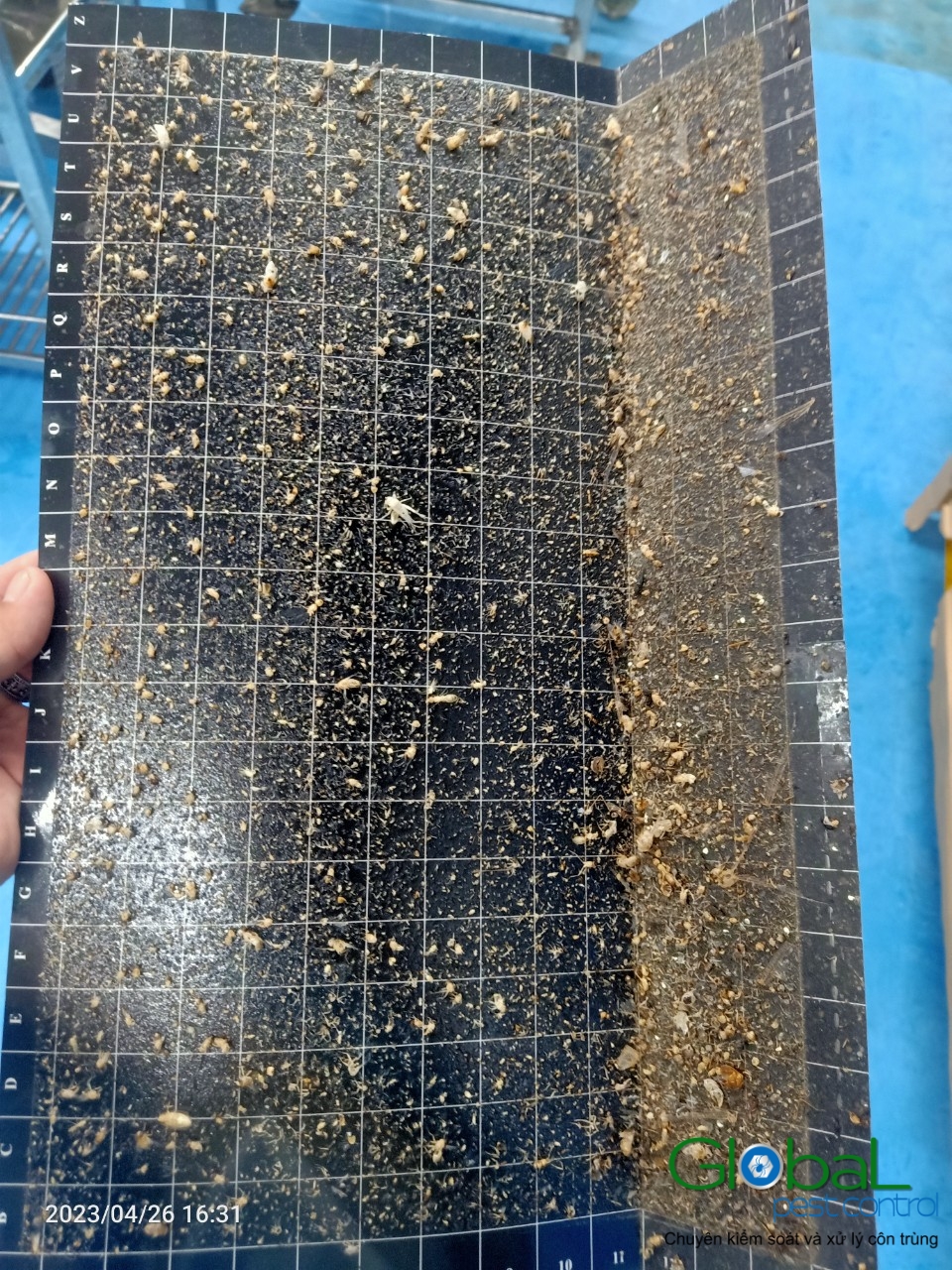 Kiểm tra keo đèn và thay thế định kỳ