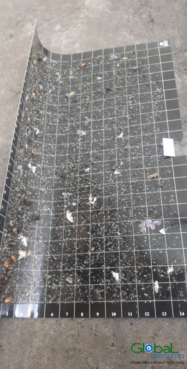 Kiểm tra keo đèn và thay thế định kỳ