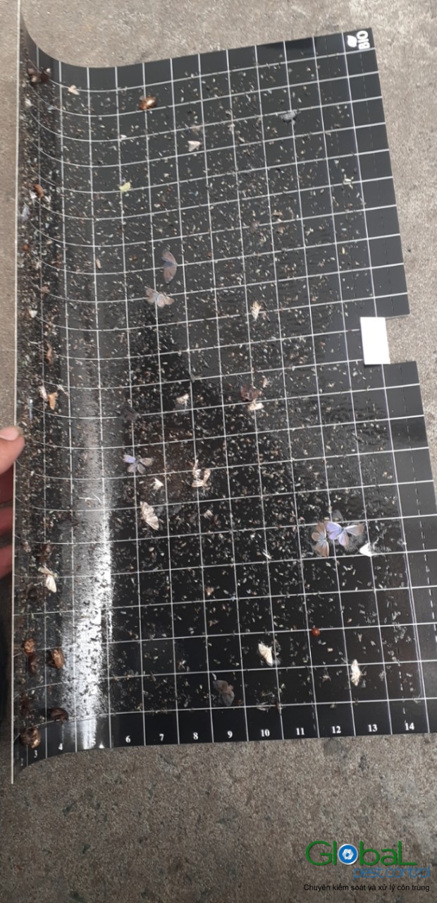 Kiểm tra keo đèn và thay thế định kỳ