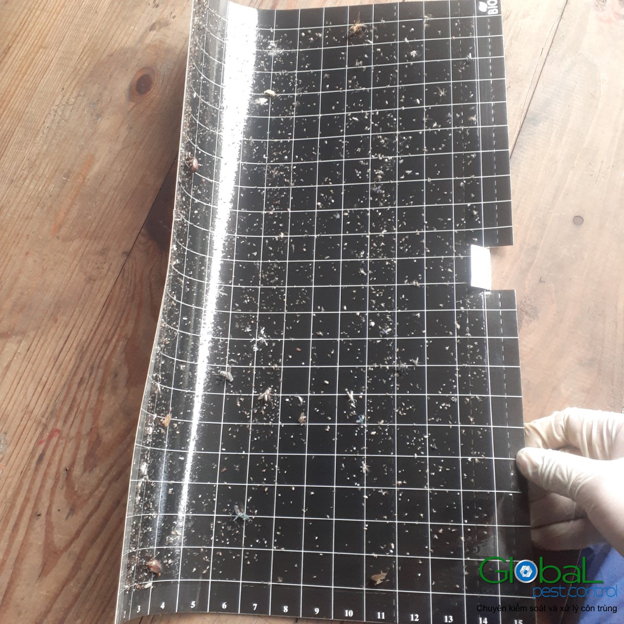 Kiểm tra keo đèn và thay thế định kỳ