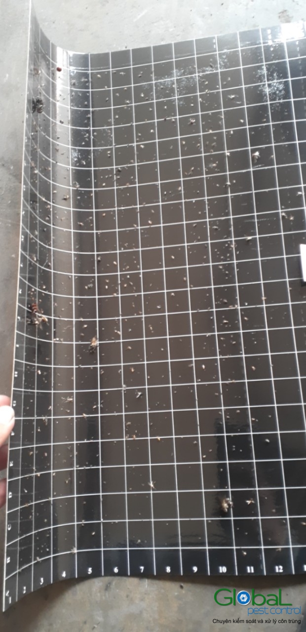 Kiểm tra keo đèn và thay thế định kỳ