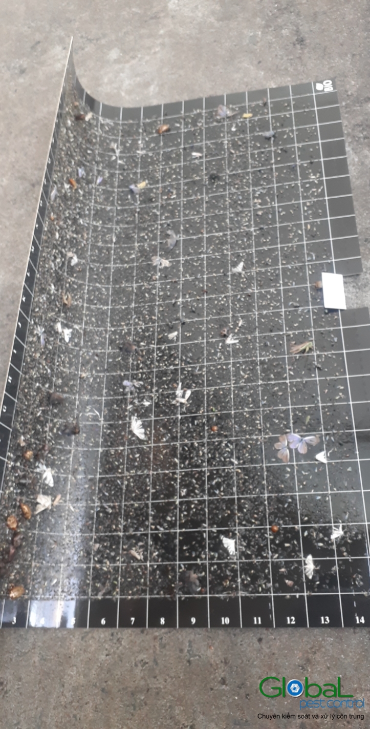 Kiểm tra keo đèn và thay thế định kỳ