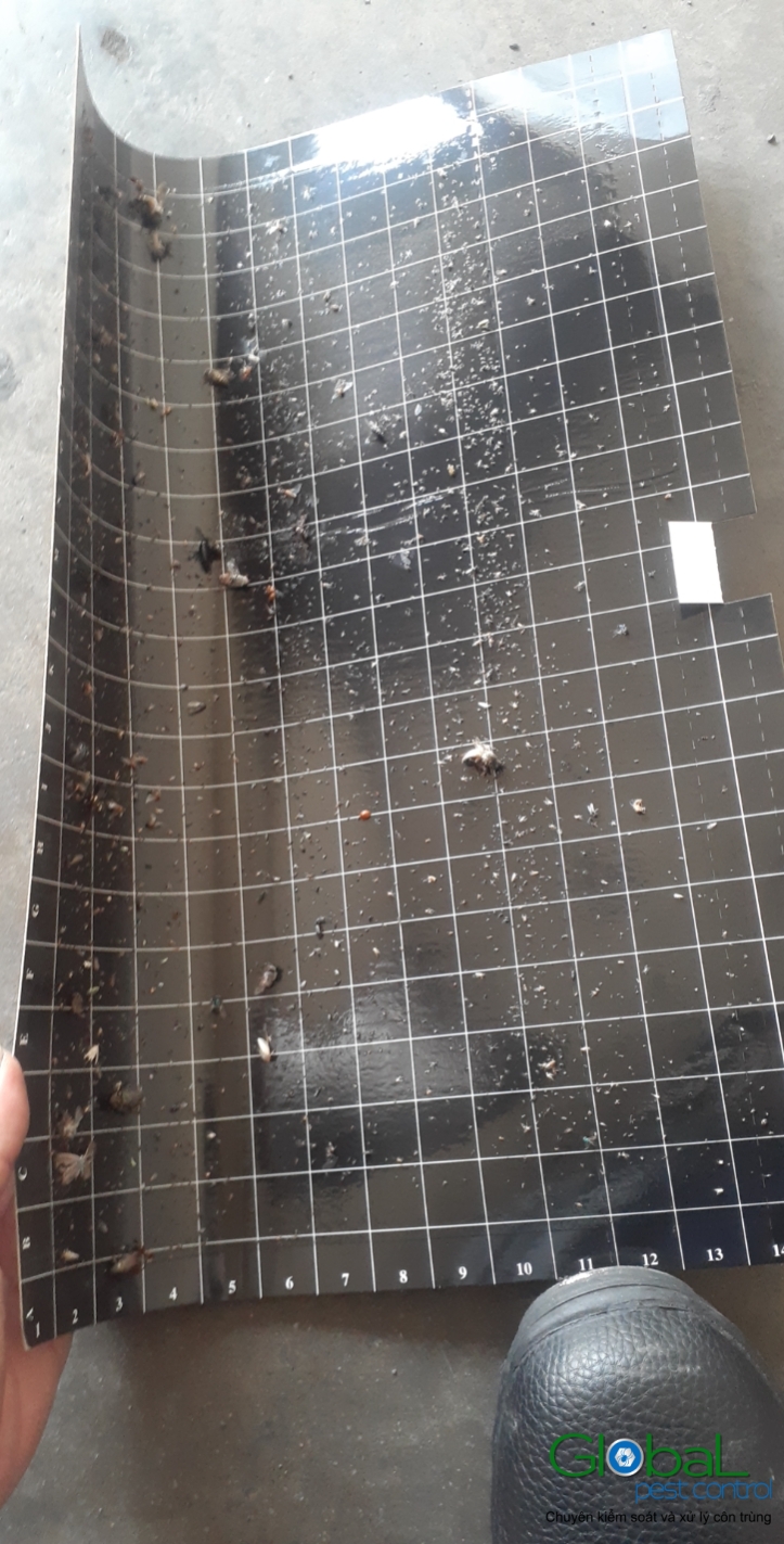 Kiểm tra keo đèn và thay thế định kỳ