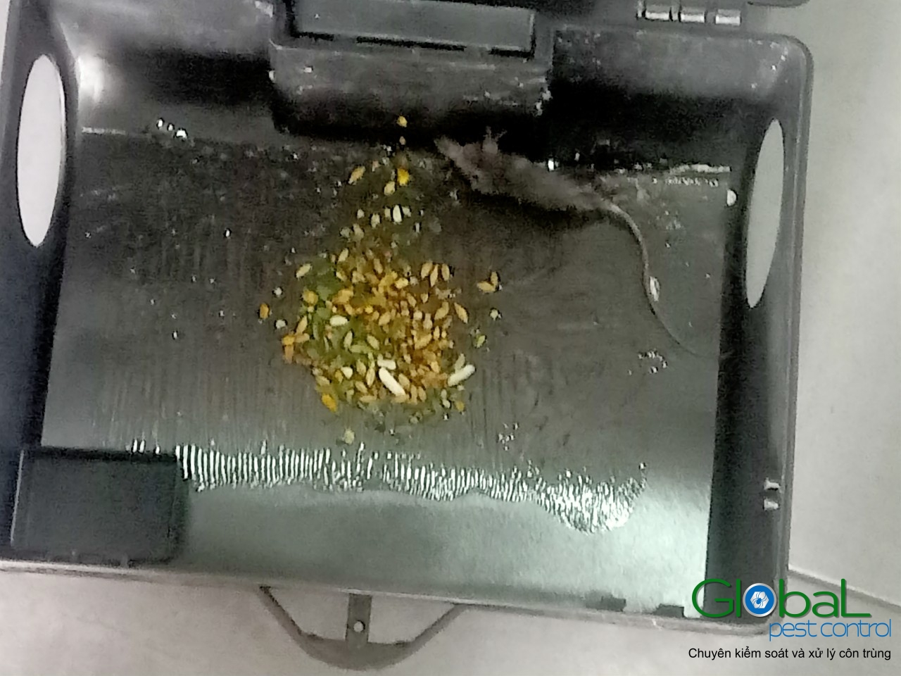 Lắp trạm kiểm soát Chuột