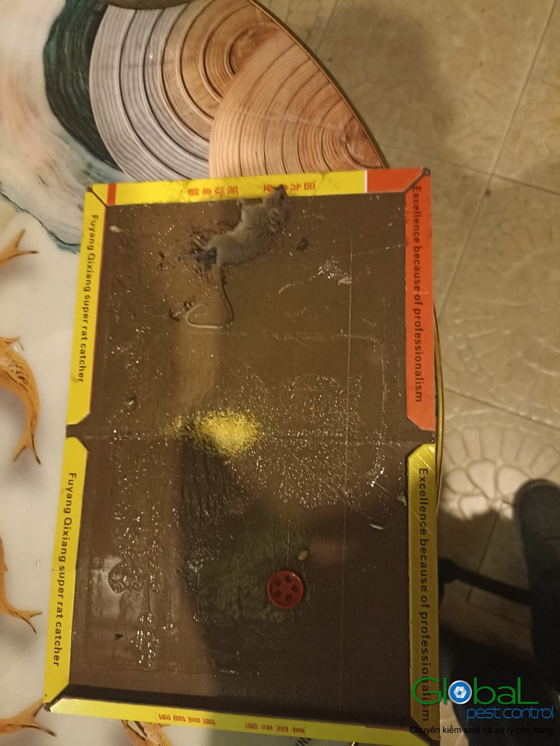 Xử lý và diệt Chuột