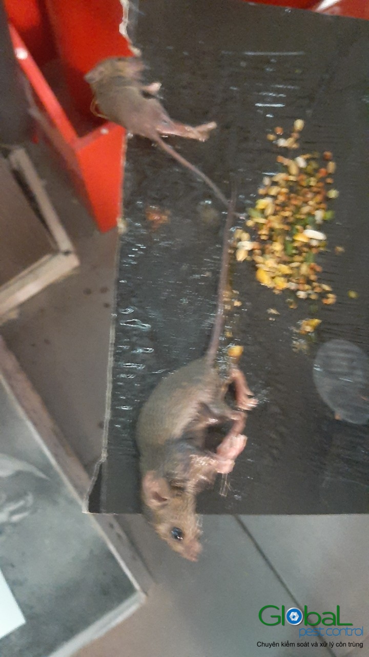 Xử lý và diệt Chuột