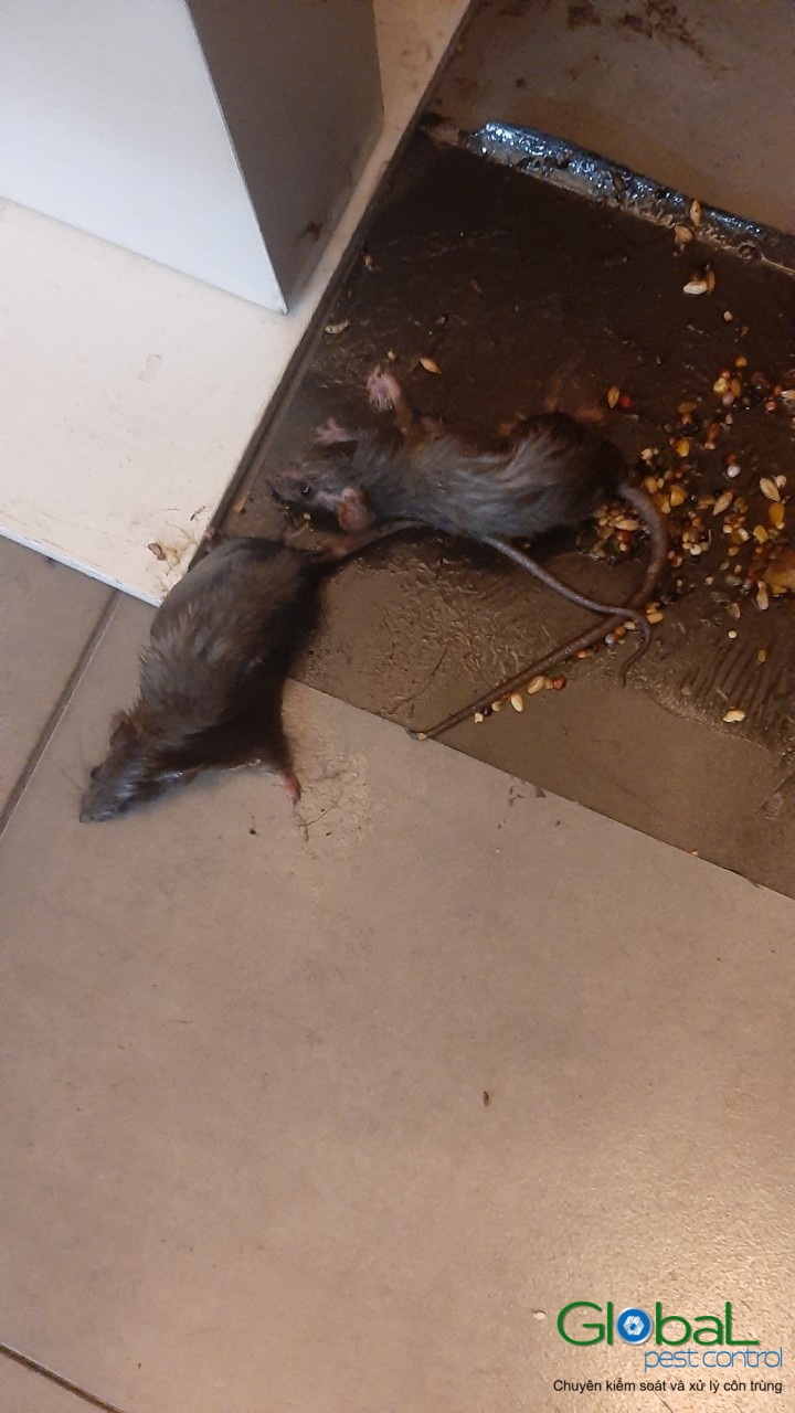 Xử lý và diệt Chuột