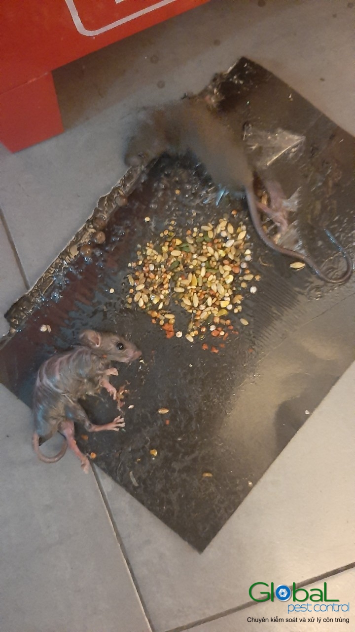 Xử lý và diệt Chuột